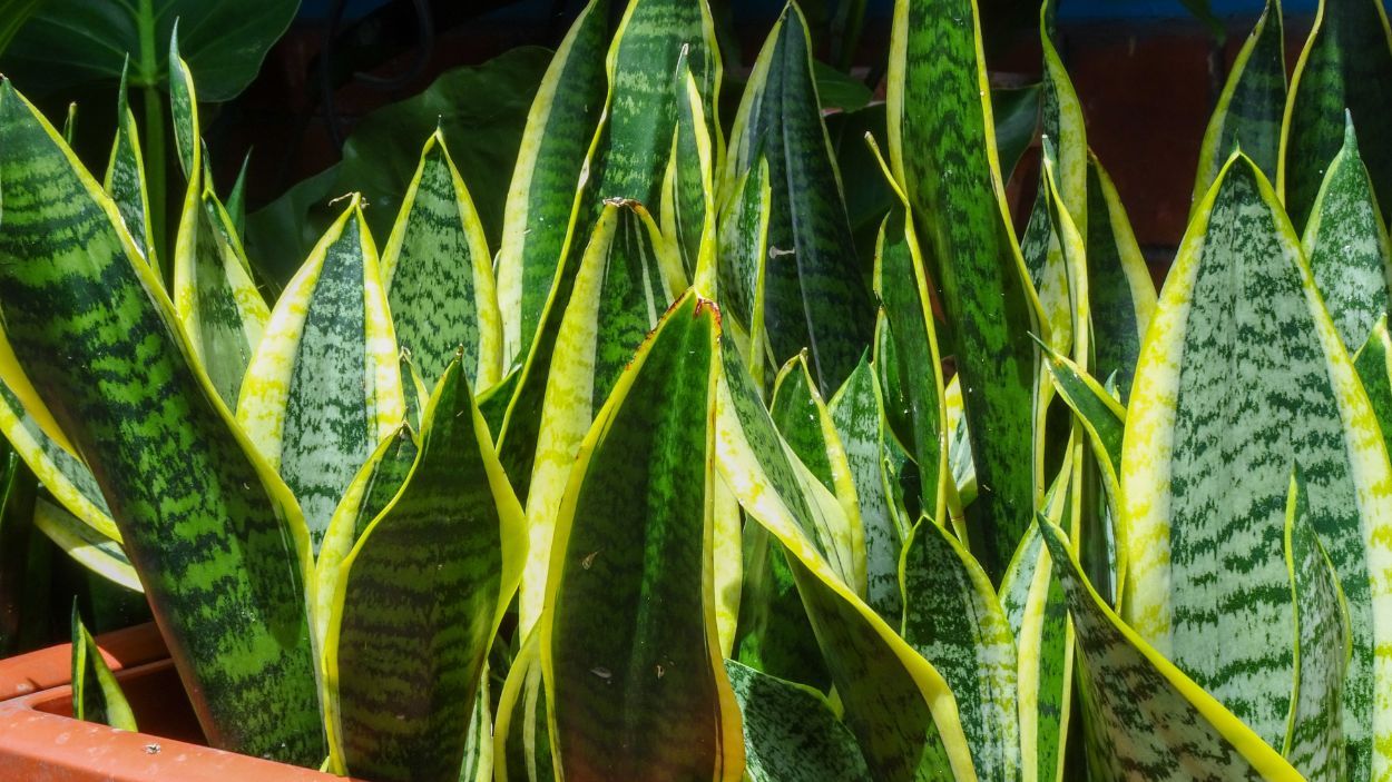 Sansewieria