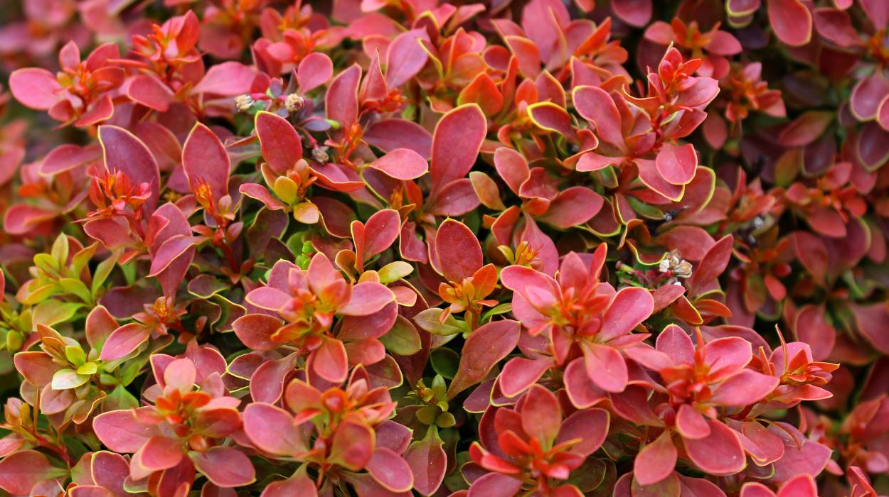 Berberys - mocne krzewy na słońce i suszę