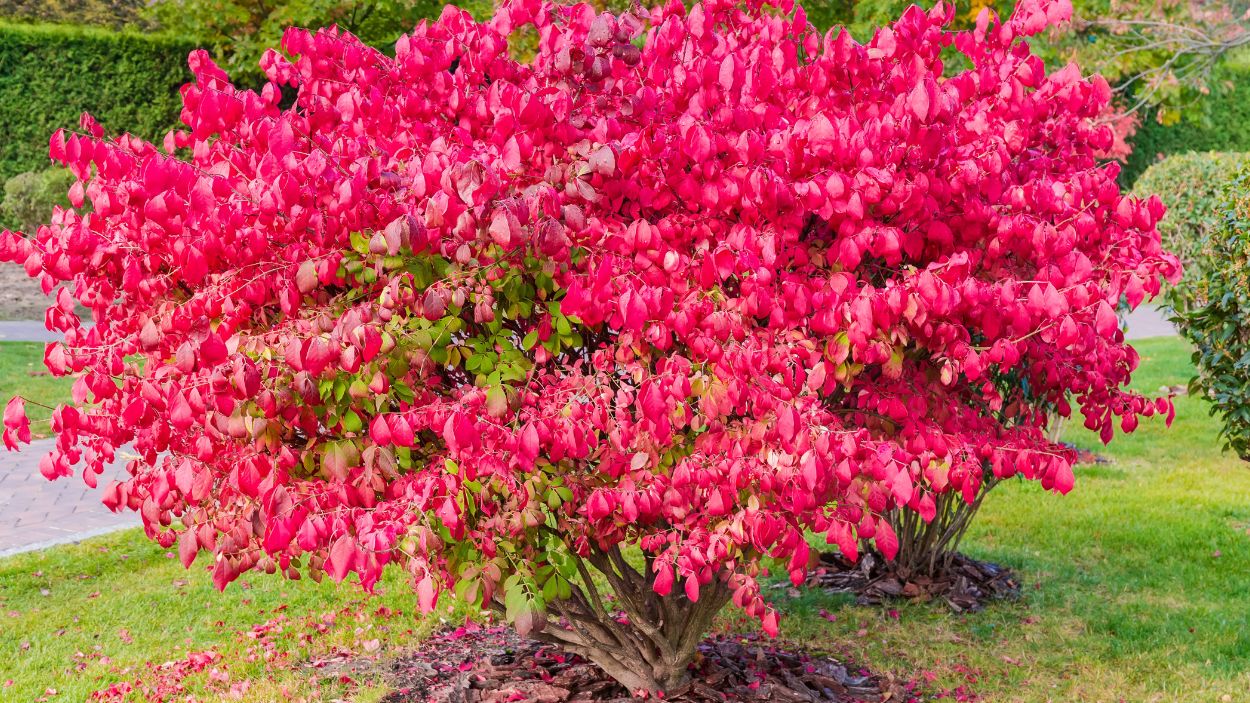 Trzmielina-oskrzydlona