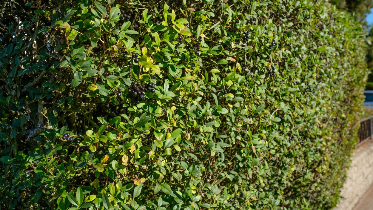 ligustr - żywopłot