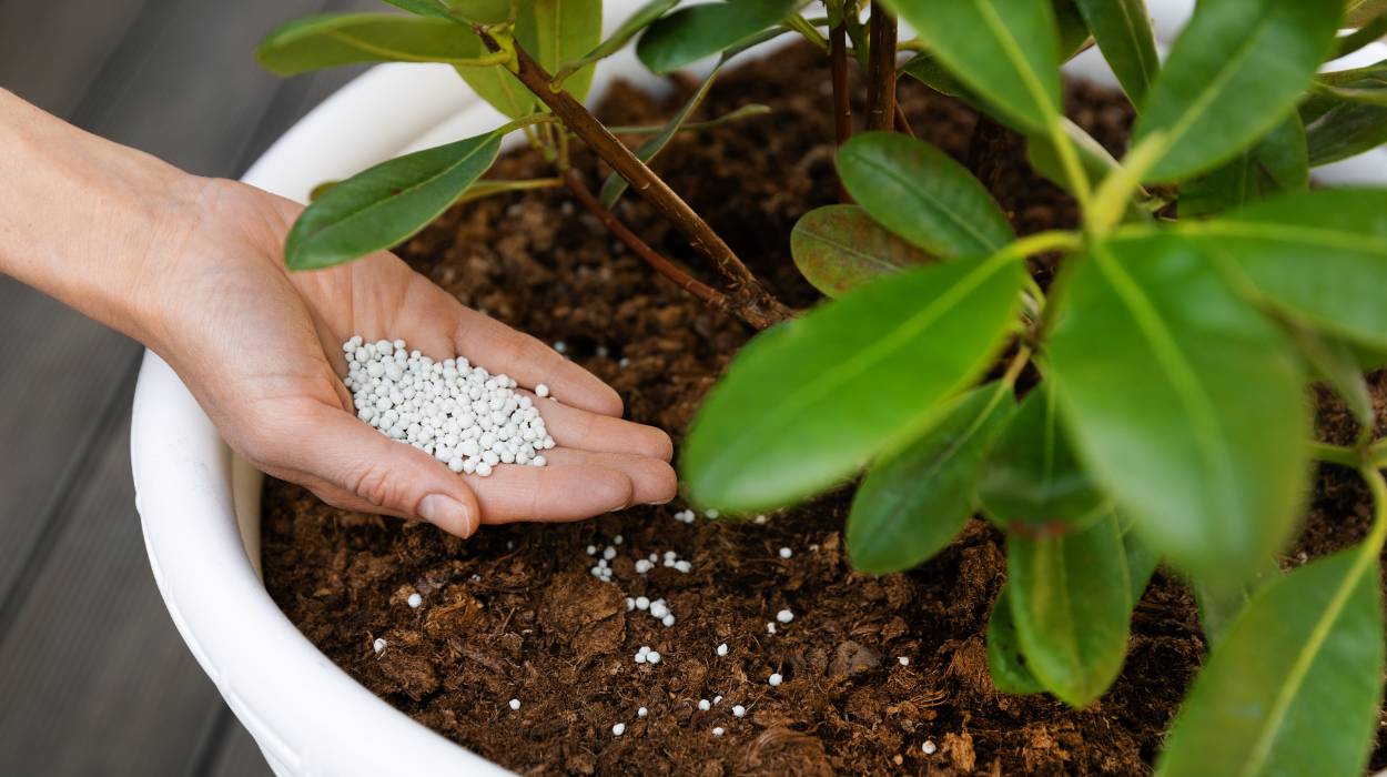 Nawożenie dolistne vs. doglebowe