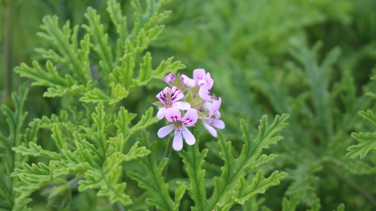anginka -pelargonia pachnąca