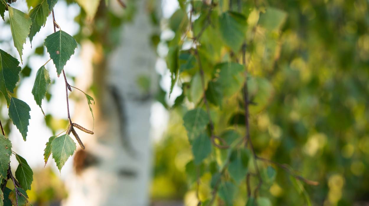 Co warto posadzić pod brzozą