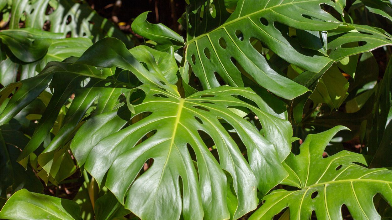 monstera