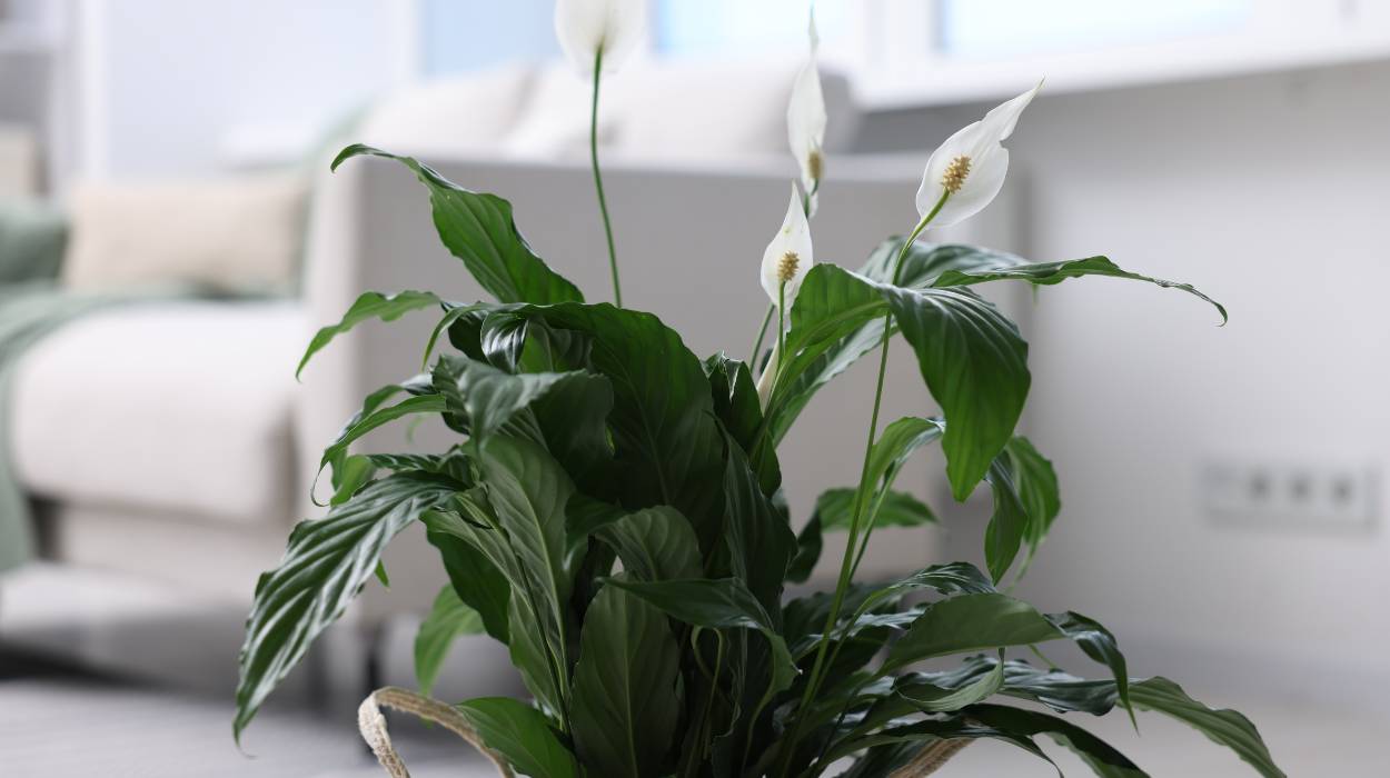 Jak uratować przelany skrzydłokwiat