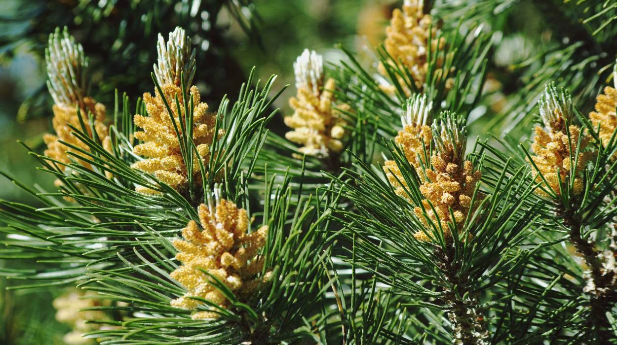drzewko na balkon całoroczne