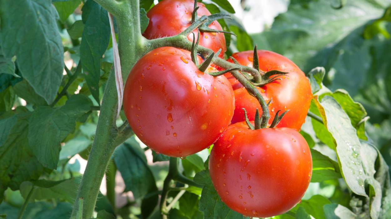 pomidory a wapnowanie