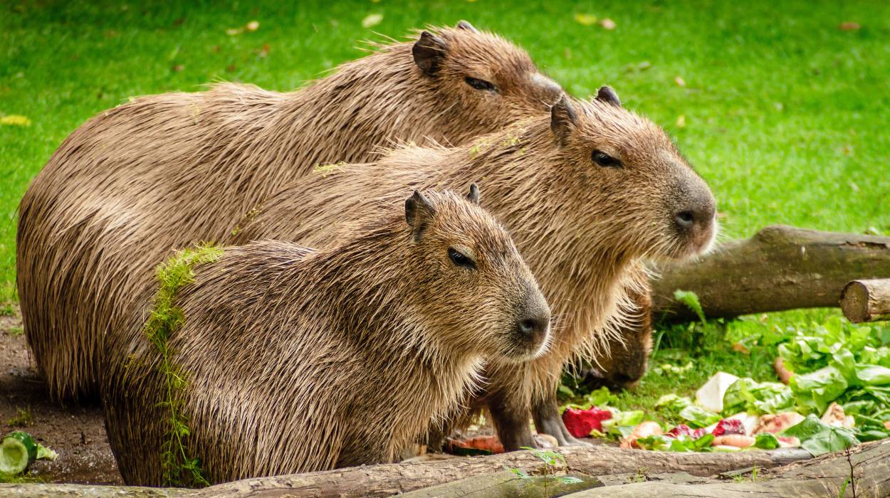Kapibara – cena, koszty utrzymania i ciekawostki