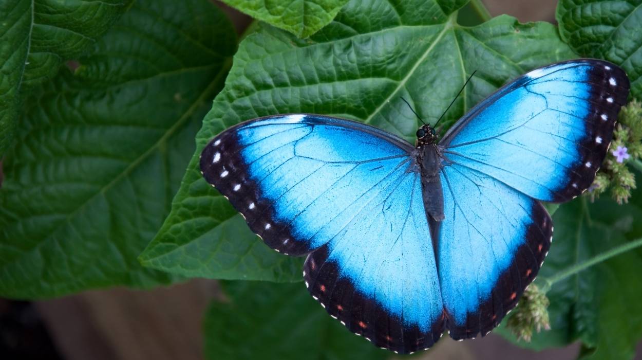 motyl morpho